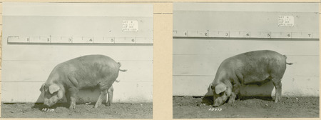 The left side of representative pig #14B is shown for experiment 315 lot #4.