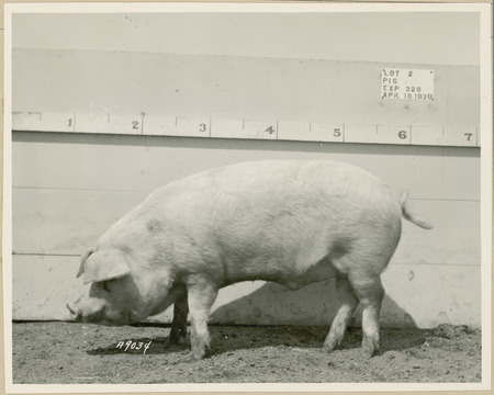The left side of representative pig #6B is shown for experiment 326 lot #2.