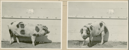 The right side of representative pig #2B is shown for experiment 326 lot #1.