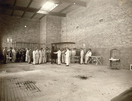 A large veterinary class with two horses. The class is divided into two unequal groups, each of which is focused on one of the horses. The activity is in a large well lighted space with high ceiling.