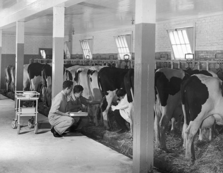Three men working with one cow (in a row of dairy cows from the obstetrical herd) with their heads locked in milking stanchions. The instructor, wearing a white lab coat, is palpating the udder of the cow. One student is holding the cow's tail and the other is holding an instrument tray. The location is the cattle wing of the Veterinary Quadrangle.