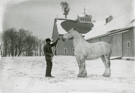 Handler posing a gray Percheron stallion (most likely Elmer Koons with Jalap, the chief herd sire for Iowa State College [University] in the 1920's) in the front of the Old Cattle Barn.