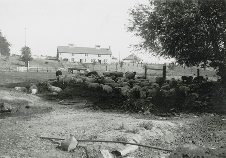 A flock of Shropshire and Rambouillet sheep appear in this photograph along with the Hog Barn in the distance. The Farm Crops Laboratory can be seen in the background to the right side in the photograph.