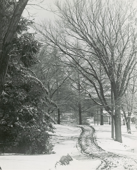 In a wintertime scene, the Hog Barn is seen in the distance through the trees. According to an interoffice communication from William F. LaGrange this photograph shows the barn as located on the north side of fampus in the early 1920's, north of the Women's Gym and close to the railroad tracks. The road shown in the photograph came up to the Dairy Building and the Agricultural Annex.