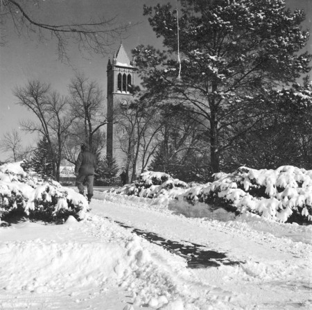 Central campus in winter. A snow covered sidewalk with one pedestrian is in the foreground with the Campanile in the distance. One of a set of five winter photographs, the others of which are: 4-8-I.Campanile.230-7-6-1; 4-8-I.Campanile.230-7-6-2 [not digitized]; 4-8-I.Campanile.230-7-6-3; and 4-8-I.Campanile.230-7-6-5.
