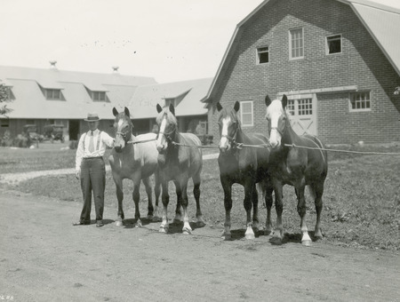 Four Belgian yearling draft horses with handler standing in front of Iowa State College (University) Horse Barn 2. This barn has housed horses on campus since its construction between 1923 and 1926. Its U-shaped design with gambrel style roof, numerous gabled and shed dormers, box and tie stalls on wood block floors is largely in original condition today. Two period automobiles can be seen to the left in the background of the photo.