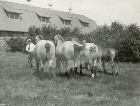A "get of sire" or "get of dam" quartet of Belgian draft horses posed by handlers next to an Iowa State College (University) horse barn. The horses are two roan mares, a roan filly, and a roan foal standing according to size and age, as is typical for this type of class at a horse show.