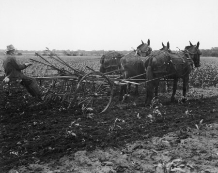 A horse-drawn cultivator. The three-mule team is being driven by one man in a hat riding on the driver's seat of the cultivator. The corn being cultivated is about 12 to 14 inches high. A vast expanse of corn yet to be cultivated can be seen behind the cultivator.