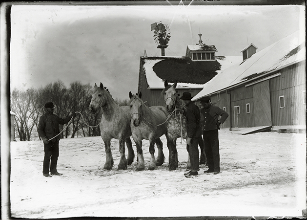 Photograph of two people holding leads for three Percheron horses while a third person stands nearby. The Cattle Barn, First can be seen in the background with a windmill rising behind it. Annotation: “Percheron horses. Windmill, Cattle Barn (farm barn) ca. 1913.”