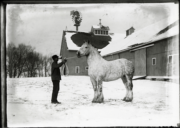 Photograph of a person holding a lead for a Percheron horse in front of the Cattle Barn, First. A little bit of a silo can be seen behind the person and a windmill towers above the barn. Annotation: “Prized percheron. Cattle Barn (farm barn) in background ca. 1913.”