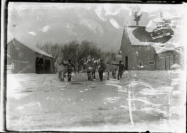 Photograph of three people leading three Percheron horses between the Cattle Barn, First and the Cattle Barn machine shed. Part of a silo can be seen behind the Cattle Barn and a windmill rises above the Cattle Barn. Annotation: "Machine Shed left background. Iowa Silo built around 1909 behind Cattle Barn (farm barn), Percheron horses ca. 1913.”