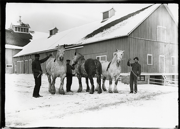 Photograph of three people holding leads for three Percheron horses in front of the Cattle Barn, First. Annotation: “Percheron horses, Cattle Barn (farm barn) in background ca. 1913.”