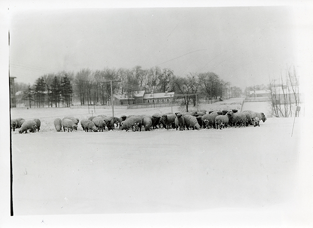 Photograph of sheep in a snow-covered pasture, with the cattle feeding barn in the background. The view is looking north-northwest.