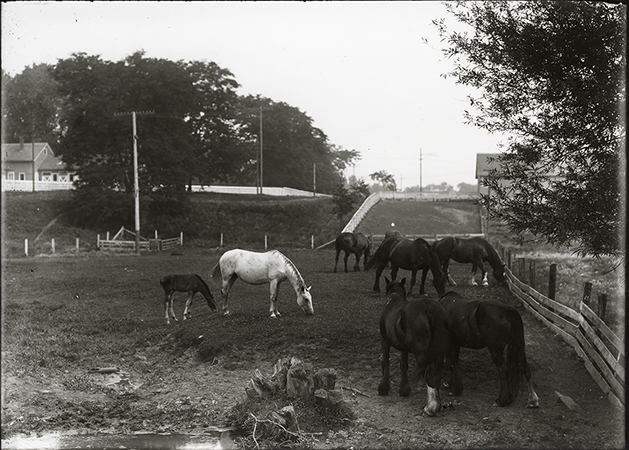 Photograph of horses grazing on the south campus area, with sheep barns in the left background, and the hog house in the right background. Looking north, with a creek in the mid-ground.