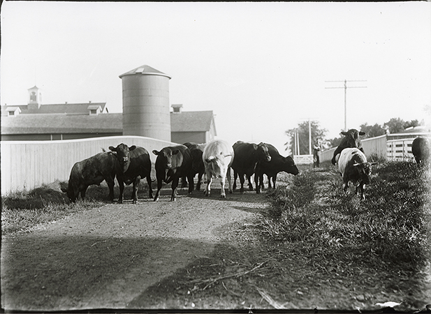 Photograph of cows on a path with the Experiment Station Barn in the far left background and feeding shed in the close left background. A tall silo also appears in the photograph. The view is looking south.