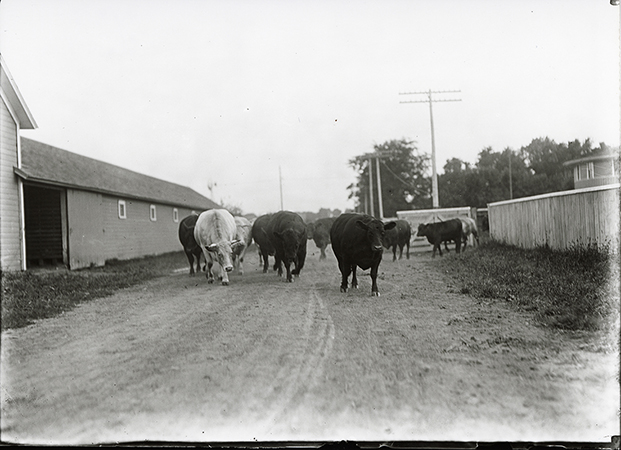 Photograph of cows on a path with the Theater Workshop (Judging Pavilion) in the right background. The view is looking south. 