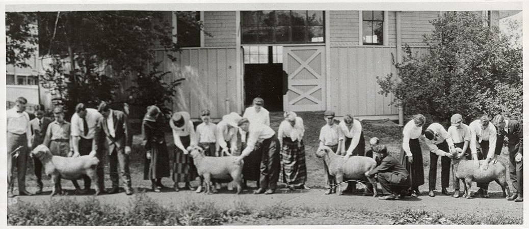 Photograph of men and women showing four sheep outside the Shattuck Theatre.