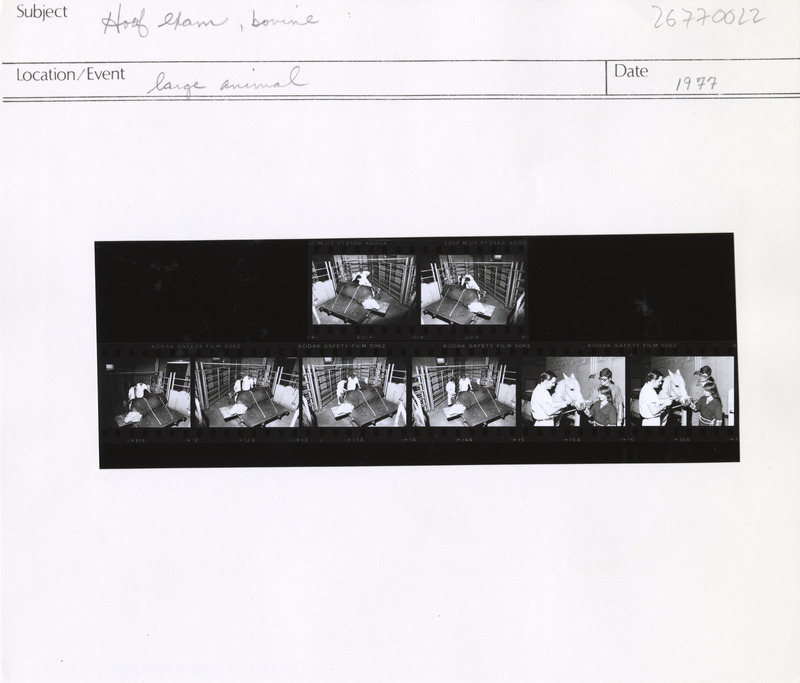 Annotation: "Hoof exam, bovine. Large animal"