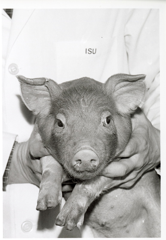 Photograph of a student holding a piglet
