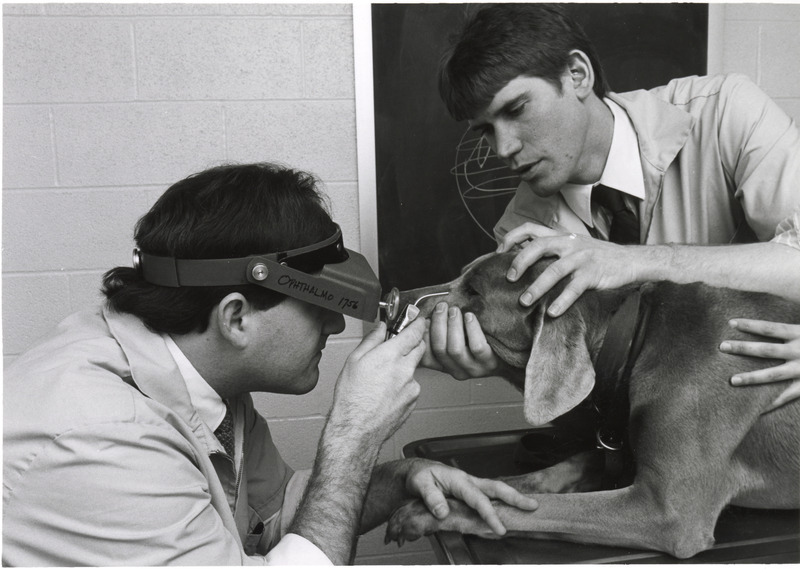 Photograph of veterinary clinicians performing and eye exam on a dog