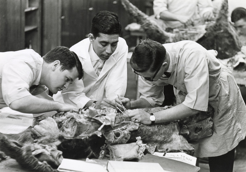 Photograph of Nani Ghoshal teaching anatomy to veterinary students
