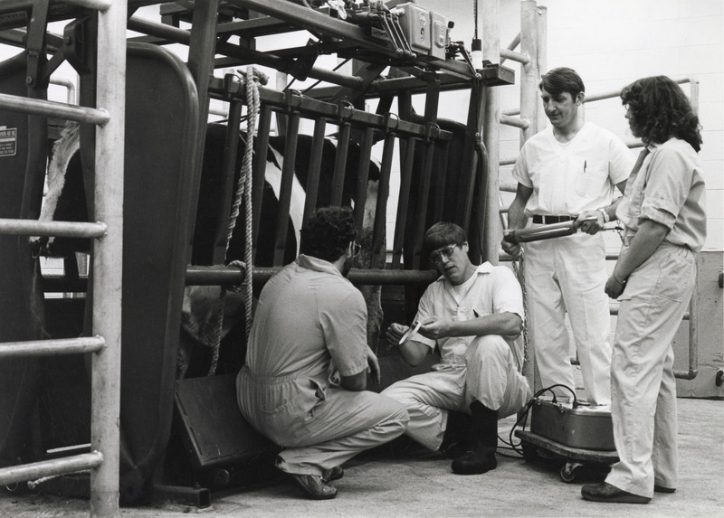 Photograph of Loren Appell, Lawrence Evans, and two veterinary students Gerald Pribyl (left) and Mary Kenny (right) conduct a bull fertility evaluation