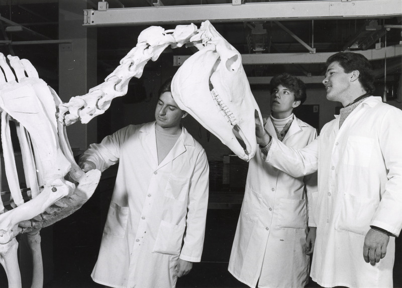 Photograph of veterinary students in the anatomy lab