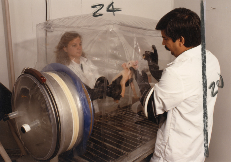 Photograph of Prem Paul (right) working with a graduate student beside the sterile environment incubator to study swine pathogens at the Veterinary Medical Research Institute