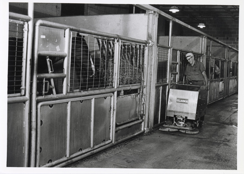 Annotation: "Equine"