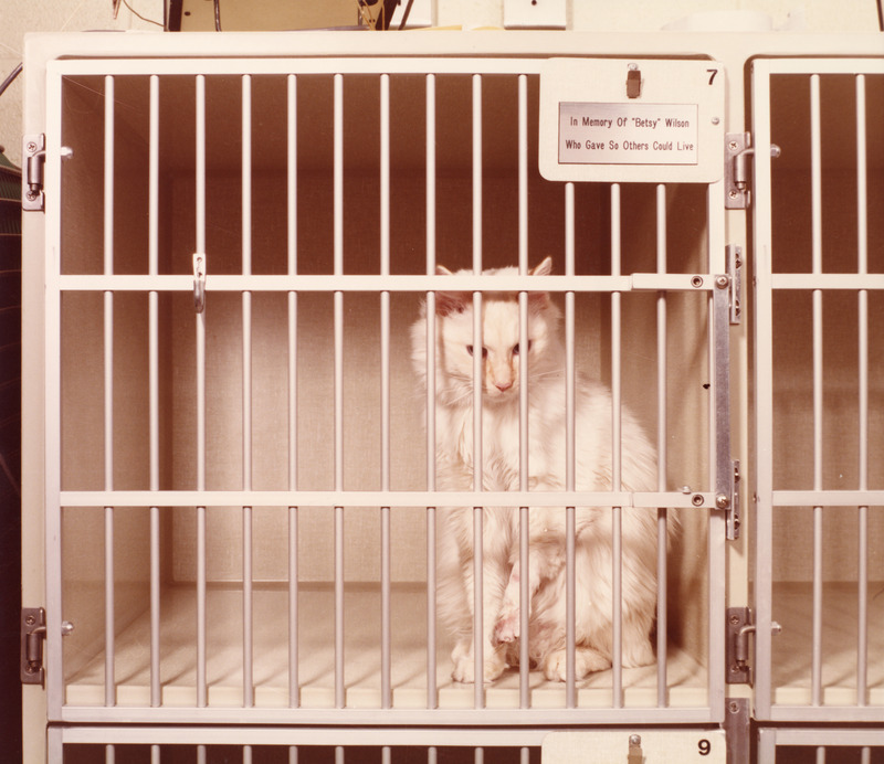Photograph of a cat in an intensive care unit cage at the veterinary hospital
