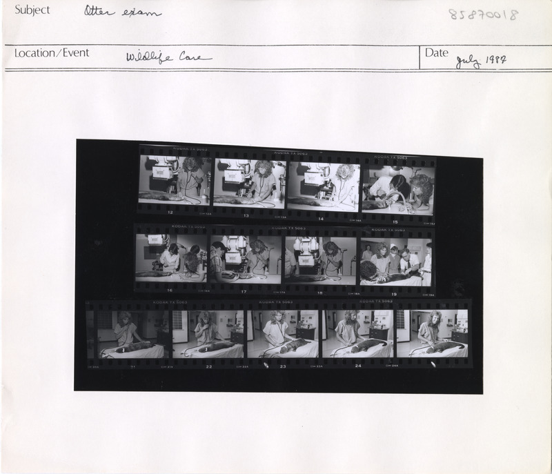 Annotation: "Otter exam. Wildlife Care"