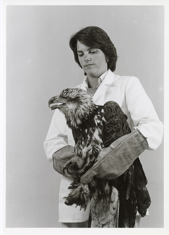 Photograph of Susan Barrows holding an injured eagle