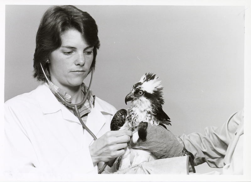 Annotation: "osprey"