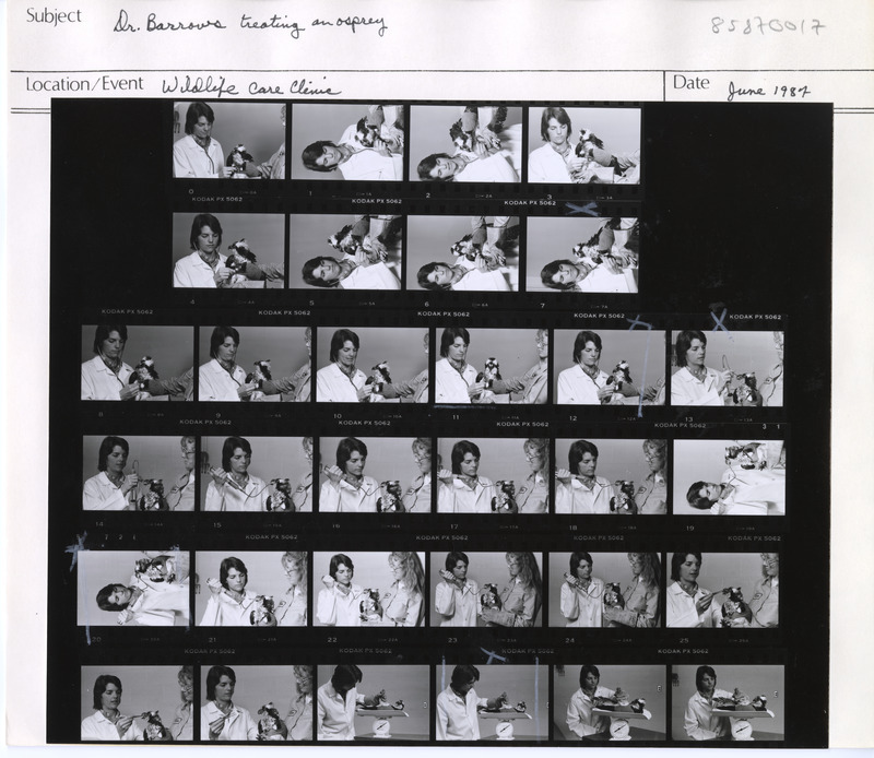 Annotation: "Dr. Barrows treating an osprey. Wildlife Care Clinic"