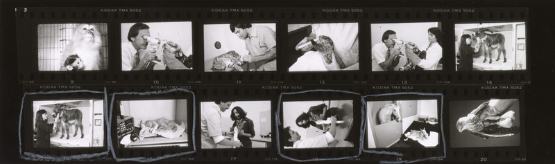 Contact sheet with images of wildlife and zoo animals that were treated at the animal hospital