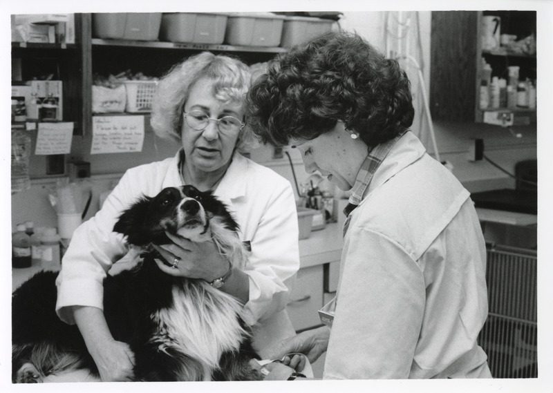 Photograph of a veterinarian placing an intravenous catheter in a dog