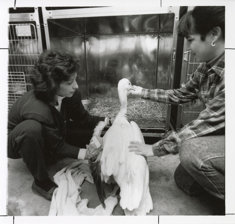 Photograph of Mary Ann Nieves (left) and a student working with a large bird in the Wildlife Care Clinic