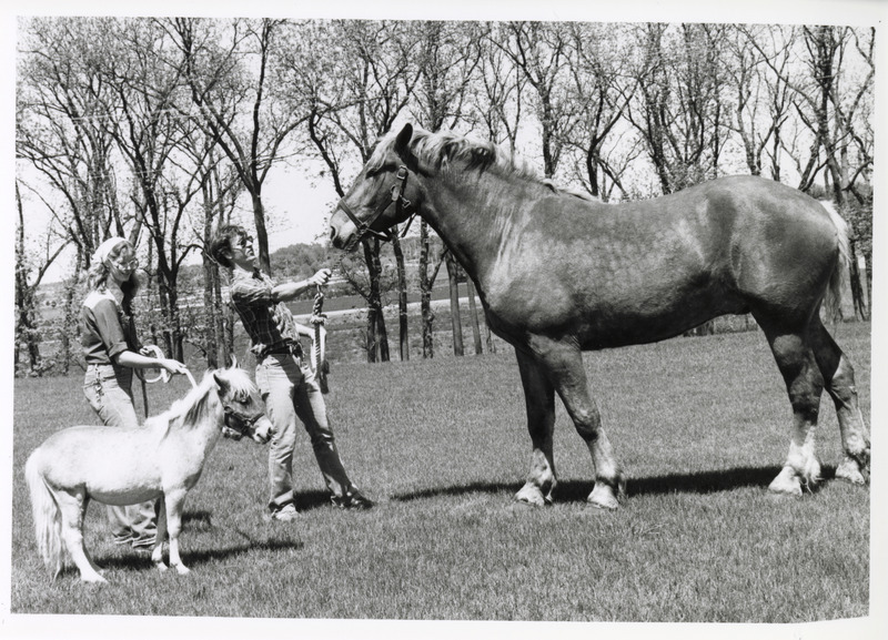 Photograph of two students with a horse and foal