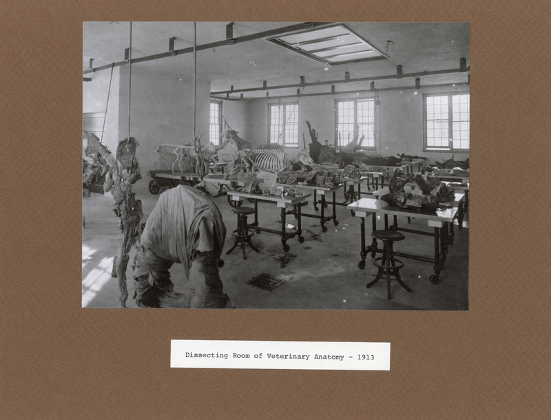 Annotation: "Dissecting Room of Veterinary Anatomy - 1913"
