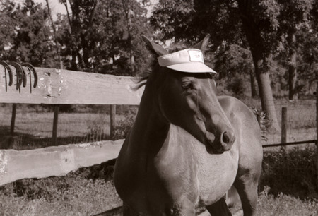 Photograph of Paul Eness and senior students (class of 1981) examining horses