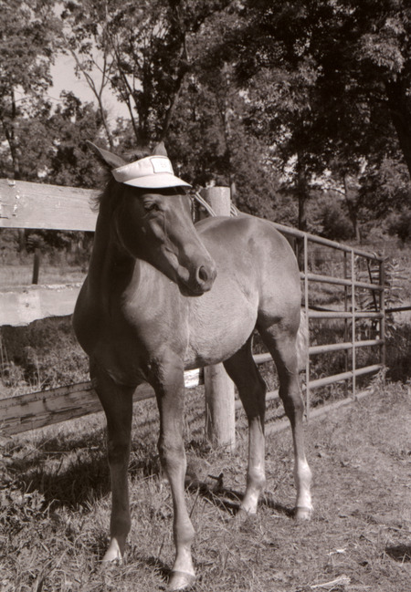 Photograph of Paul Eness and senior students (class of 1981) examining horses