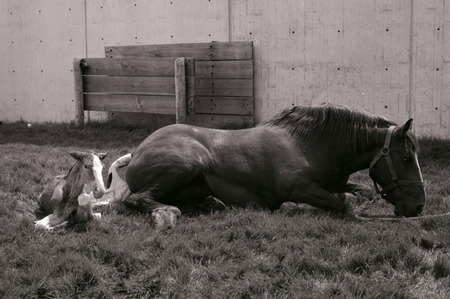 Photograph of veterinarians demonstrating how to induce labor in a horse