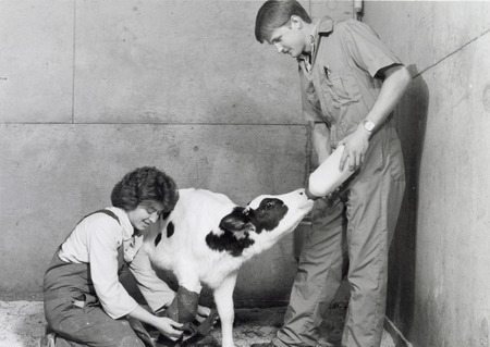 Photograph of a calf receiving medical treatment