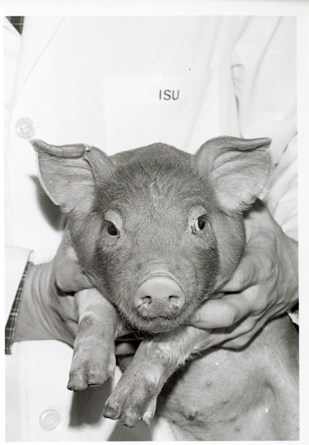 Photograph of a student holding a piglet