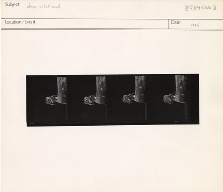 Annotation: "Saw-whet owl"