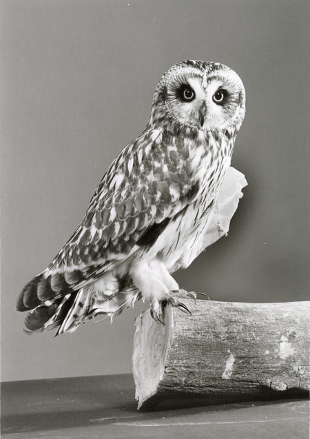 Photograph of a short-eared owl with an injured wing