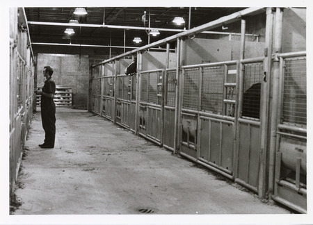 Annotation: "Equine"