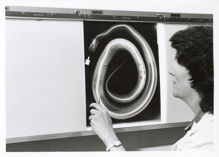 Photograph of a radiograph of a snake