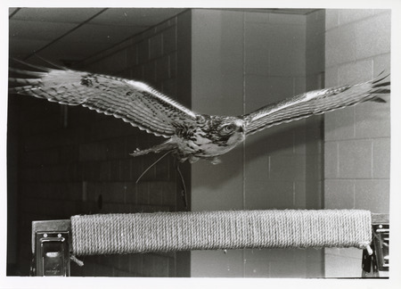 Photograph of a red-tailed hawk flying at Wildlife Care Clinic
