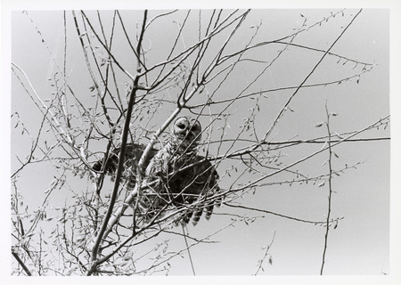 Photograph of an owl in a tree